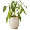 Modern Sprout Golden Moments/Sage Garden Vibes Candle/Planter