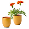 Color Mustard