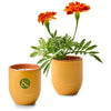 Modern Sprout Last Light/Marigold Garden Vibes Candle/Planter