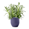 Modern Sprout Violet Hour/Lavender Garden Vibes Candle/Planter